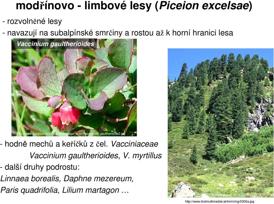 jpg - hodně mechů a keříčků z čel. Vacciniaceae Vaccinium gaultherioides, V.