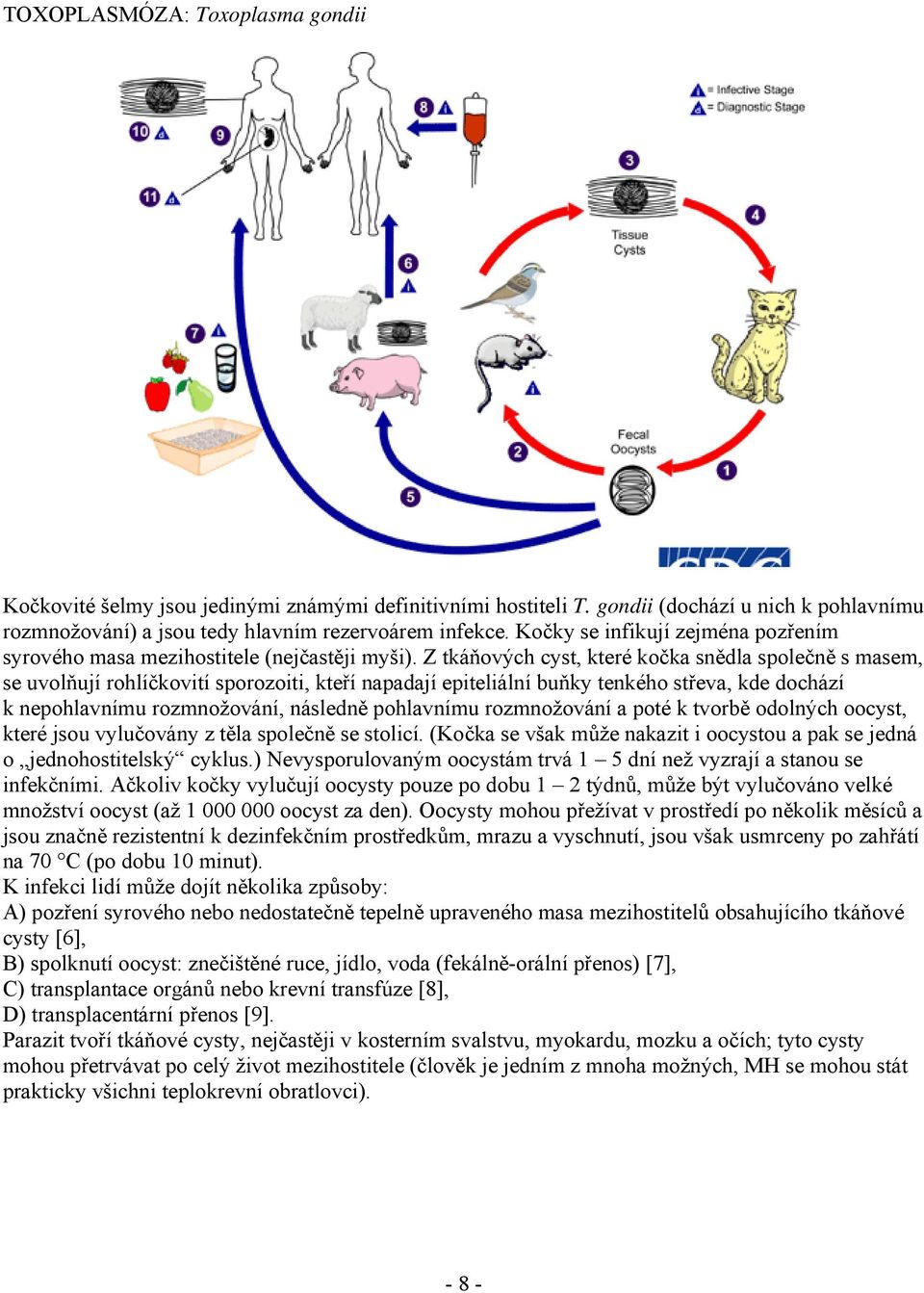 Z tkáňových cyst, které kočka snědla společně s masem, se uvolňují rohlíčkovití sporozoiti, kteří napadají epiteliální buňky tenkého střeva, kde dochází k nepohlavnímu rozmnožování, následně