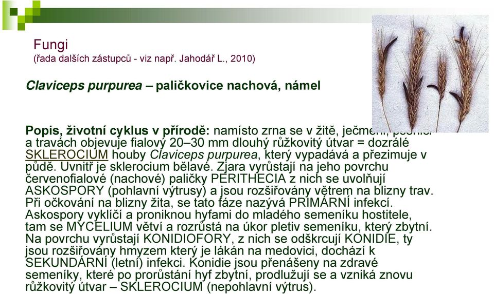 SKLEROCIUM houby Claviceps purpurea, který vypadává a přezimuje v půdě. Uvnitř je sklerocium bělavé.