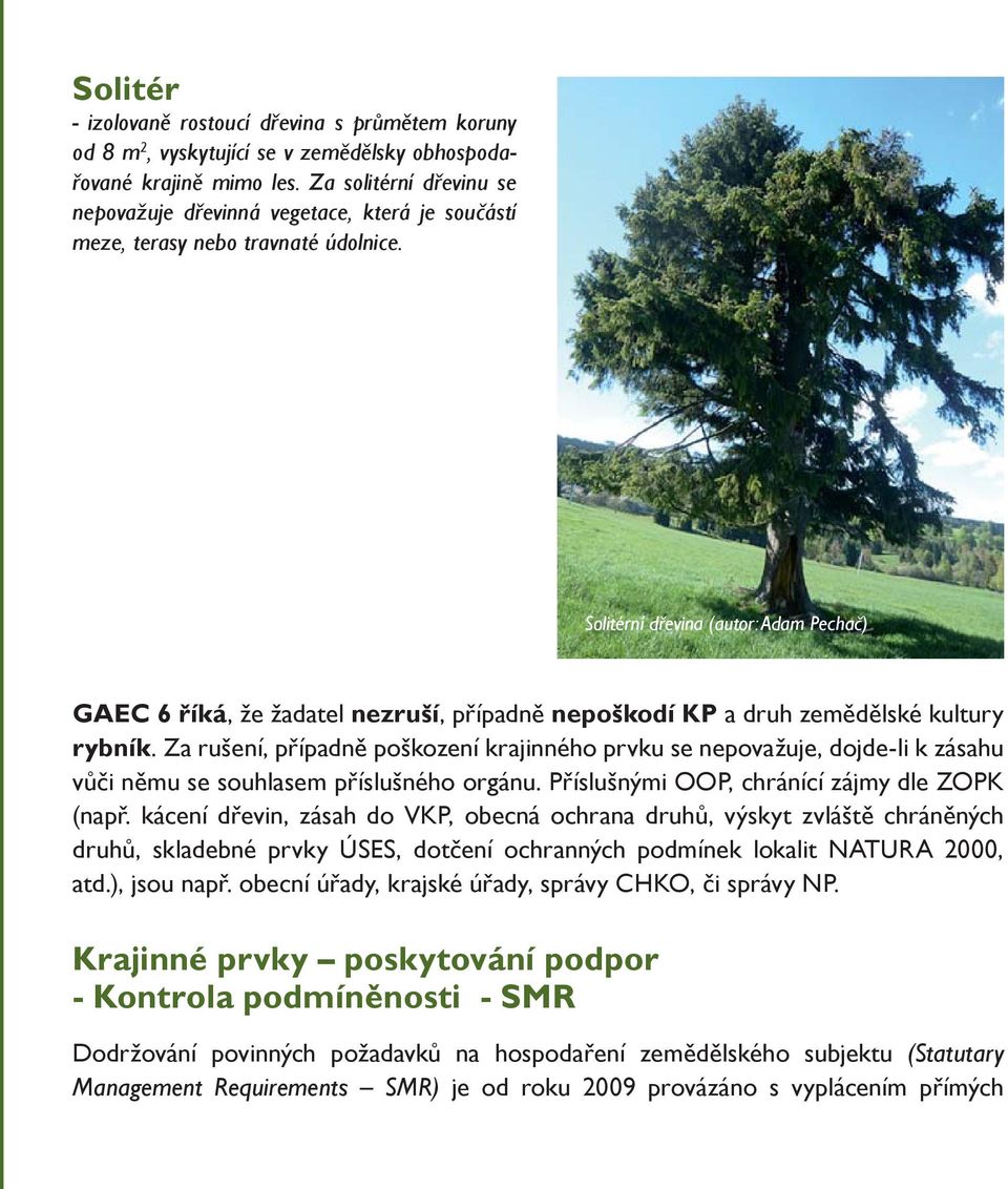 Solitérní dřevina (autor: Adam Pechač) GAEC 6 říká, že žadatel nezruší, případně nepoškodí KP a druh zemědělské kultury rybník.