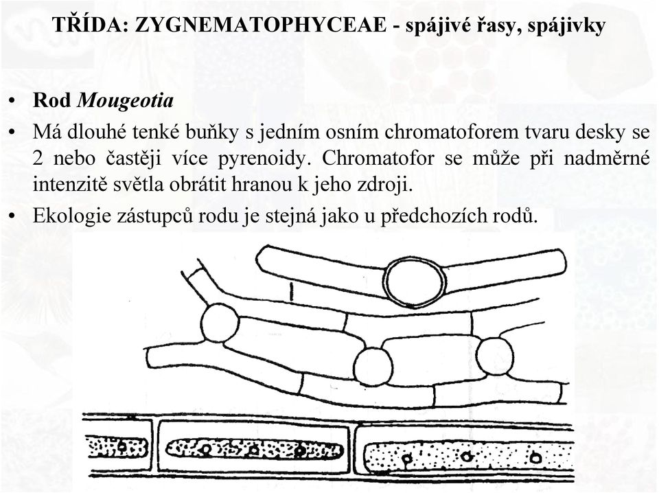 více pyrenoidy.