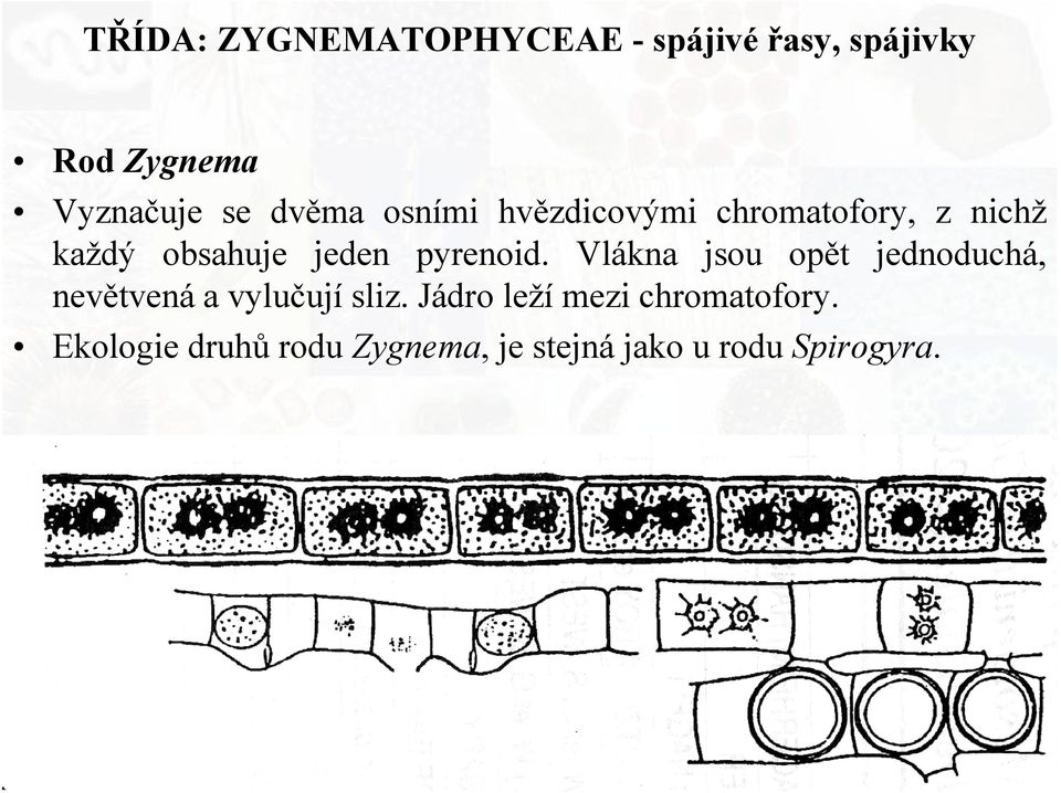 pyrenoid. Vlákna jsou opět jednoduchá, nevětvená a vylučují sliz.