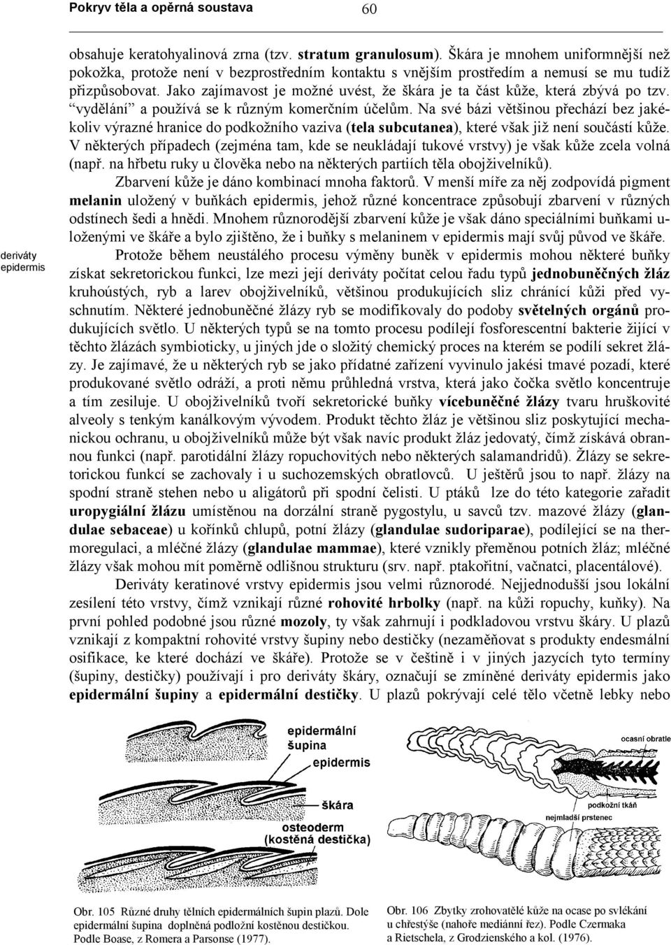 Jako zajímavost je možné uvést, že škára je ta část kůže, která zbývá po tzv. vydělání a používá se k různým komerčním účelům.