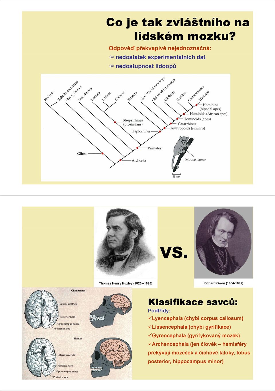 Thomas Henry Huxley (1825 1895) Richard Owen (1804-1892) Klasifikace savců: Podtřídy: Lyencephala (chybí