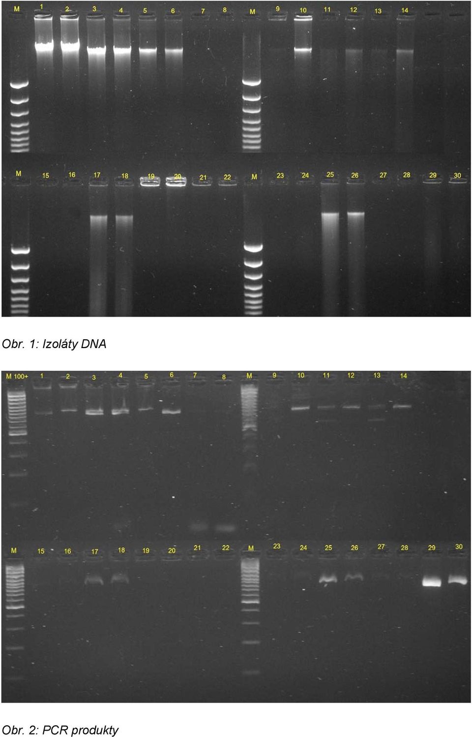 DNA Obr.