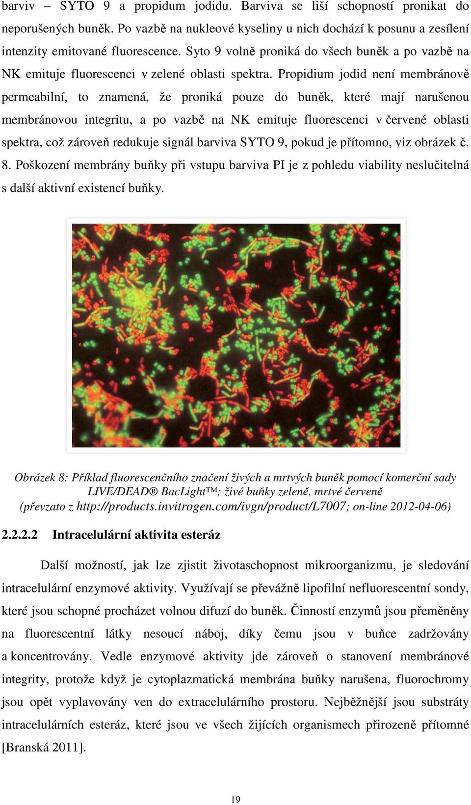 Propidium jodid není membránově permeabilní, to znamená, že proniká pouze do buněk, které mají narušenou membránovou integritu, a po vazbě na NK emituje fluorescenci v červené oblasti spektra, což