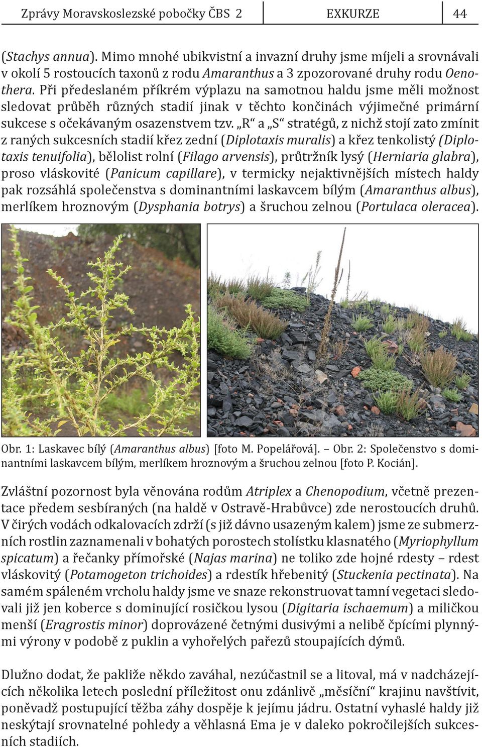 R a S stratégů, z nichž stojí zato zmínit z raných sukcesních stadií křez zední (Diplotaxis muralis) a křez tenkolistý (Diplotaxis tenuifolia), bělolist rolní (Filago arvensis), průtržník lysý