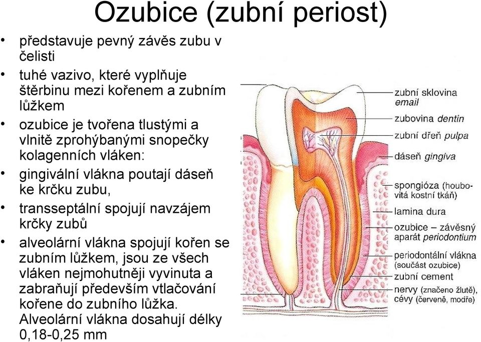 krčku zubu, transseptální spojují navzájem krčky zubů alveolární vlákna spojují kořen se zubním lůžkem, jsou ze všech