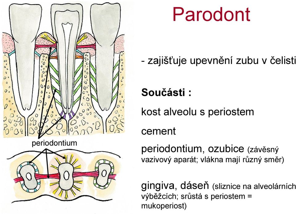 (závěsný vazivový aparát; vlákna mají různý směr) gingiva, dáseň