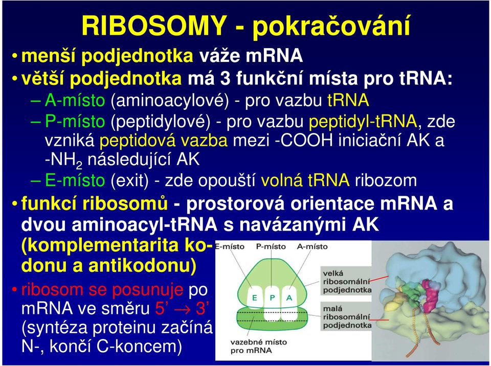 následující AK E-místo (exit) - zde opouští volná trna ribozom funkcí ribosomů - prostorová orientace mrna a dvou aminoacyl-trna