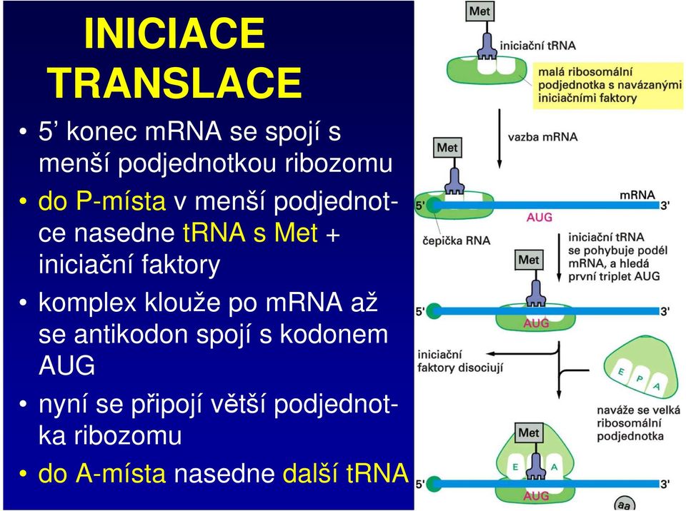 iniciační faktory komplex klouže po mrna až se antikodon spojí s