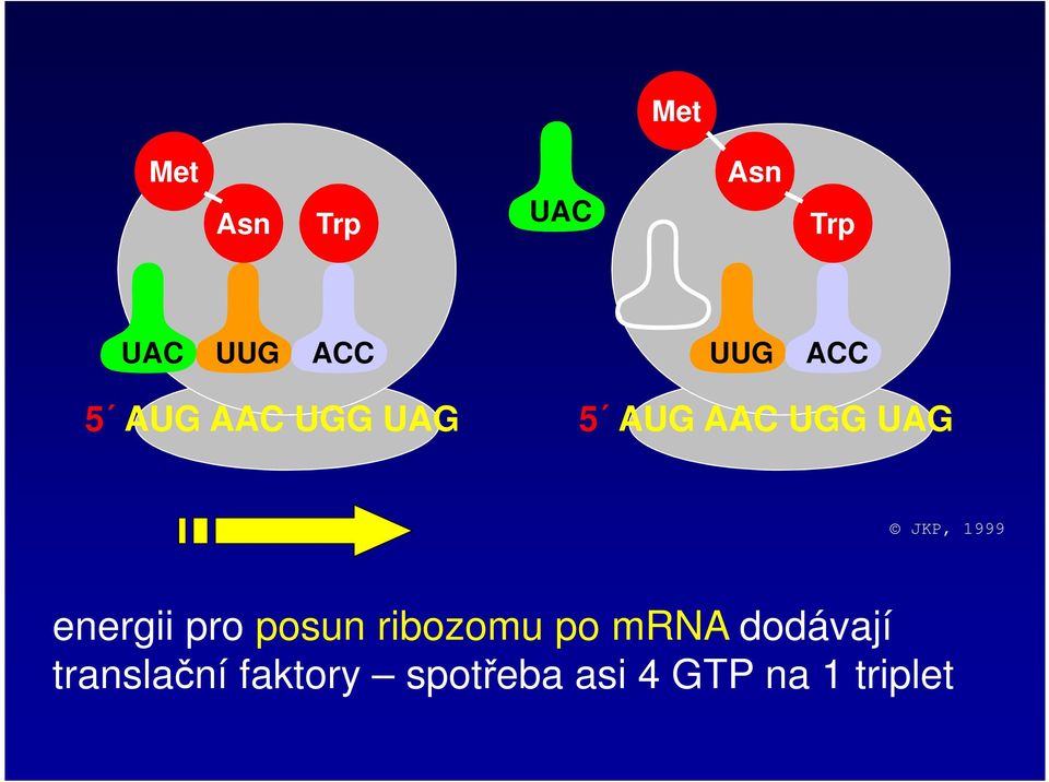 1999 energii pro posun ribozomu po mrna