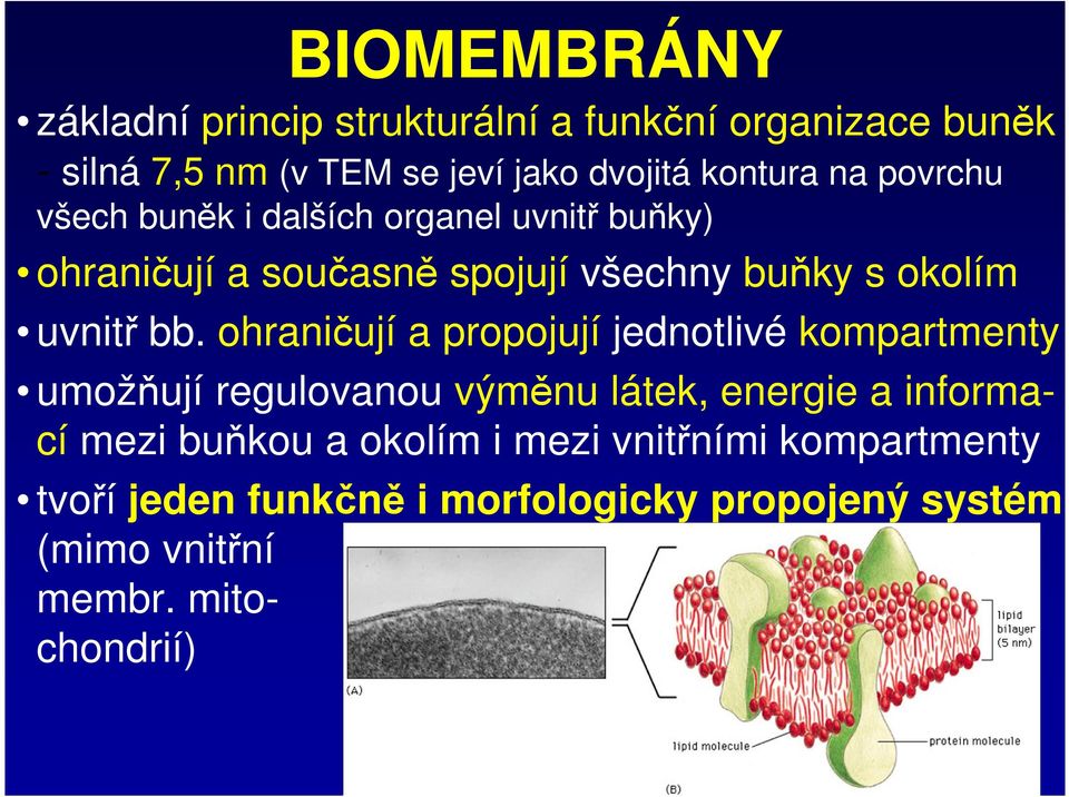 ohraničují a propojují jednotlivé kompartmenty umožňují regulovanou výměnu látek, energie a informací mezi buňkou a