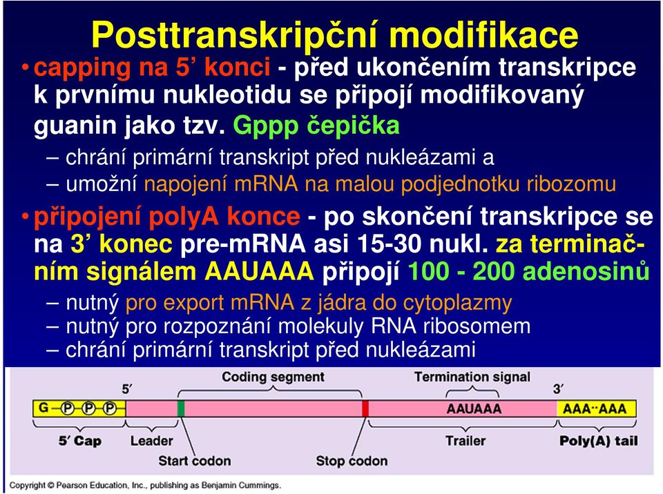 Gppp čepička chrání primární transkript před nukleázami a umožní napojení mrna na malou podjednotku ribozomu připojení polya konce
