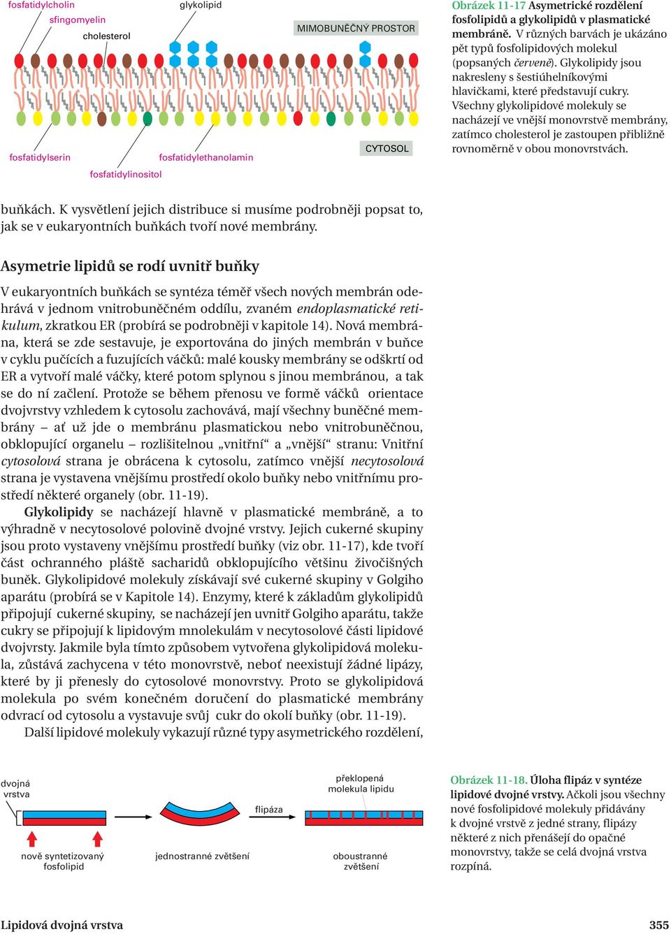 Všechny glykolipidové molekuly se nacházejí ve vnější monovrstvě membrány, zatímco cholesterol je zastoupen přibližně rovnoměrně v obou monovrstvách. buňkách.