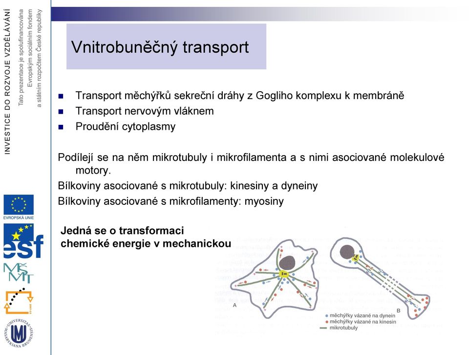 a s nimi asociované molekulové motory.
