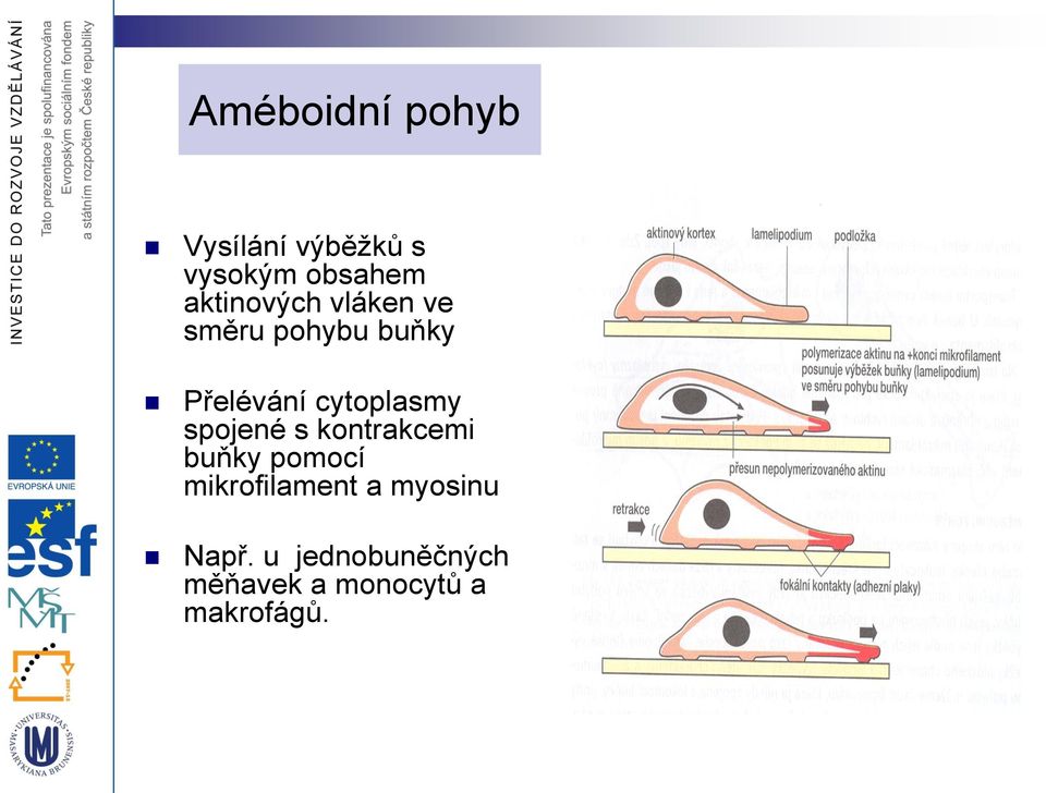 cytoplasmy spojené s kontrakcemi buňky pomocí