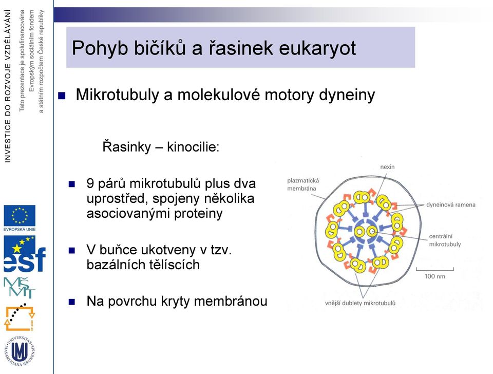 dva uprostřed, spojeny několika asociovanými proteiny V
