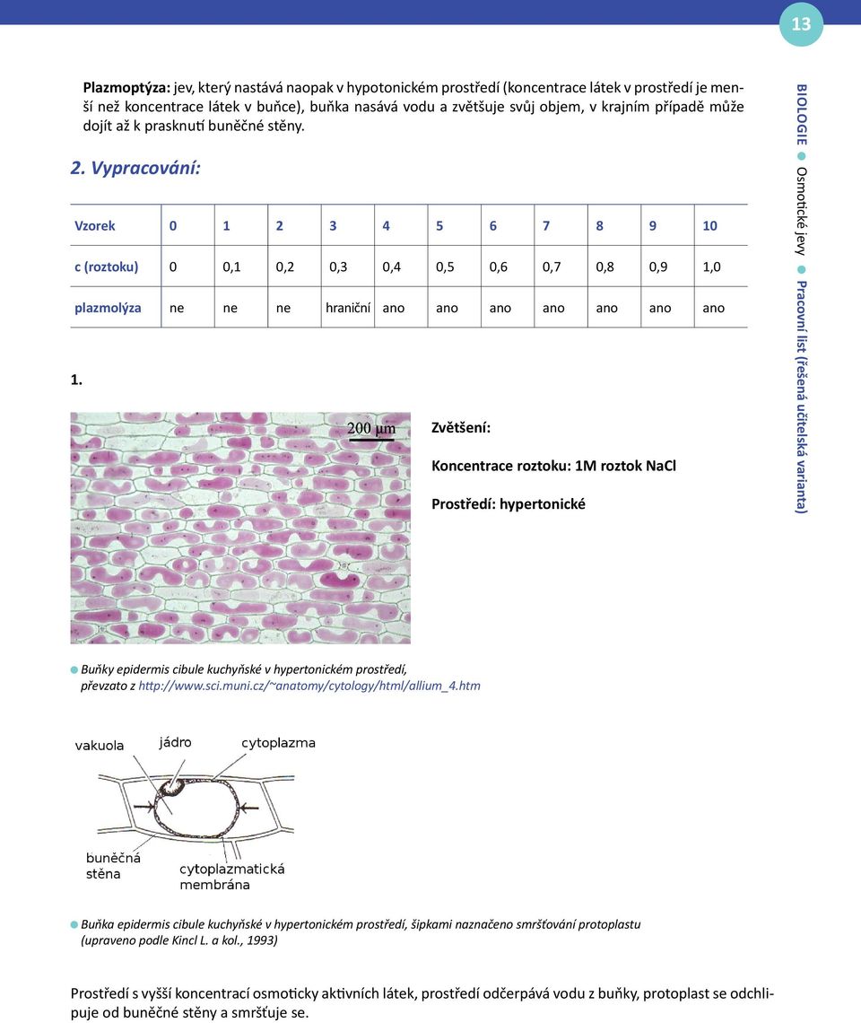 Zvětšení: Koncentrace roztoku: 1M roztok NaCl Prostředí: hypertonické biologie Osmotické jevy Pracovní list (řešená učitelská varianta) Buňky epidermis cibule kuchyňské v hypertonickém prostředí,
