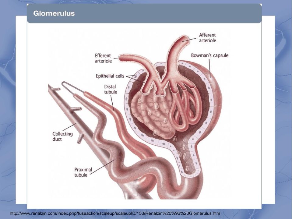 Organa uropoetica ledviny - PDF Stažení zdarma