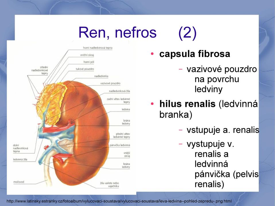 renalis a ledvinná pánvička (pelvis renalis) http://www.latinsky.estranky.