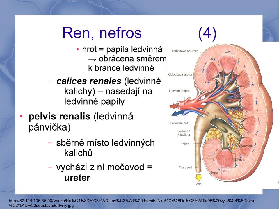 místo ledvinných kalichů vychází z ní močovod = ureter http://82.114.195.