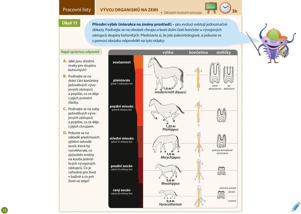 Představte si, že jste paleontologové, a pokuste se s pomocí obrázku odpovědět na tyto otázky: Napiš správnou odpověď výška končetina stoličky A. Jaké jsou shodné znaky pro skupinu koňovitých?