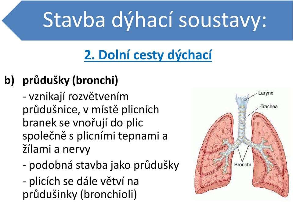 průdušnice, v místě plicních branek se vnořují do plic společně s