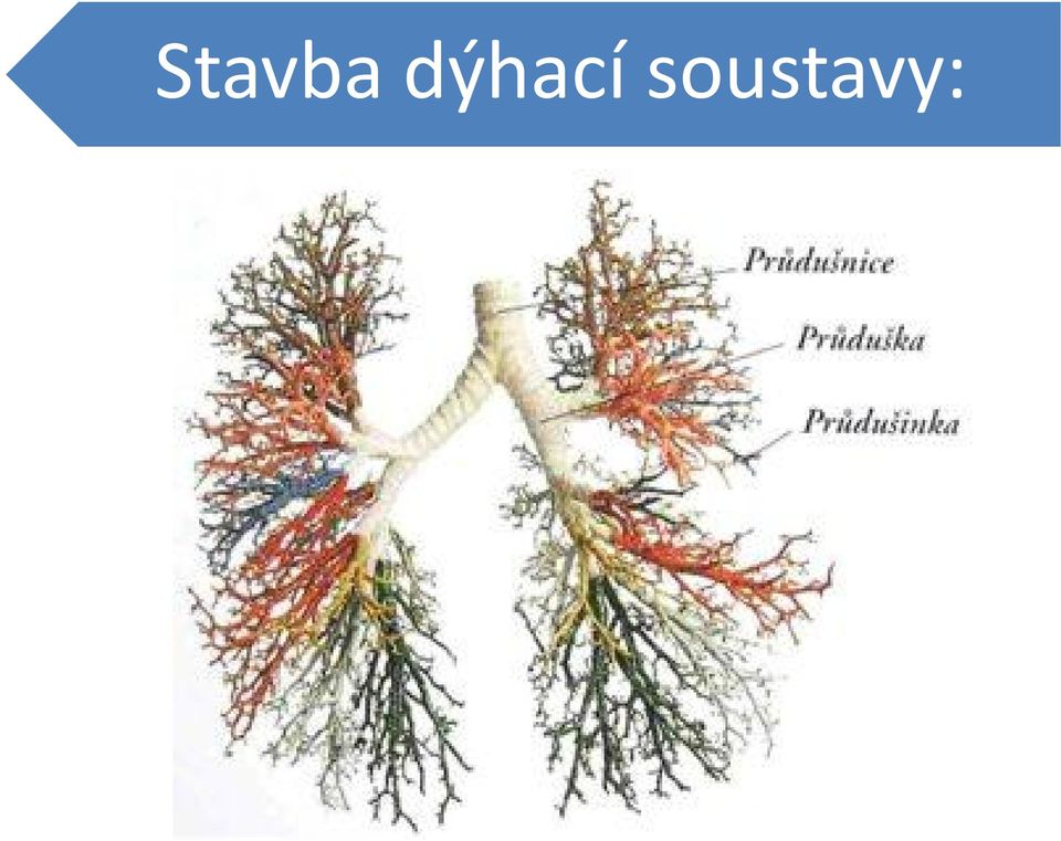 soustavy: