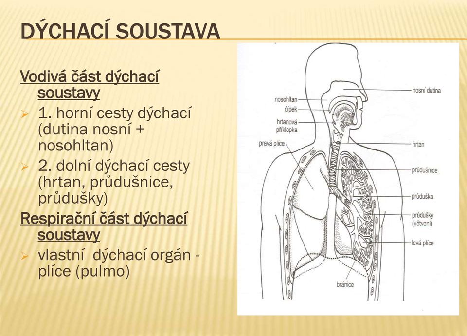 dolní dýchací cesty (hrtan, průdušnice, průdušky)