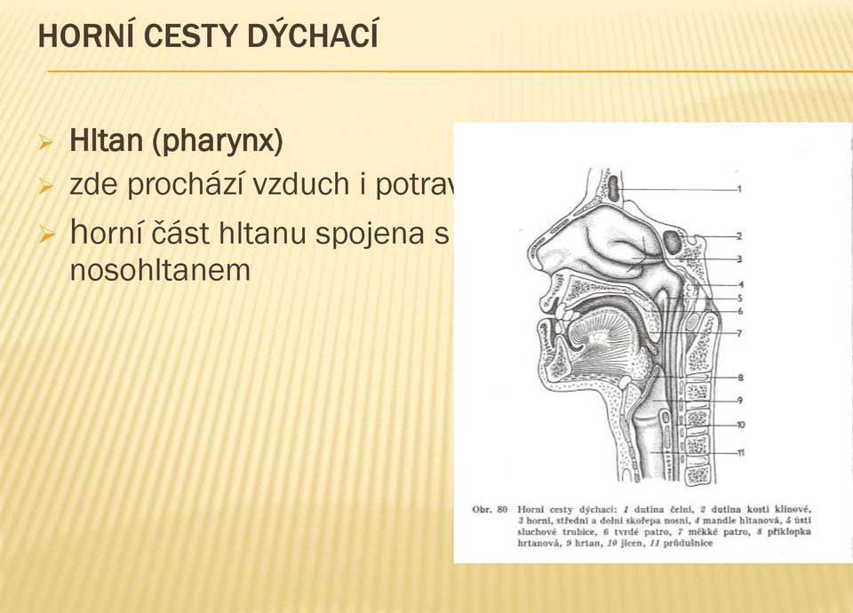 i potrava horní část hltanu