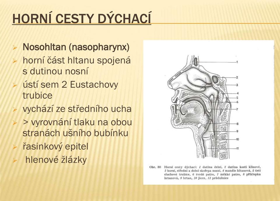 trubice vychází ze středního ucha > vyrovnání tlaku na