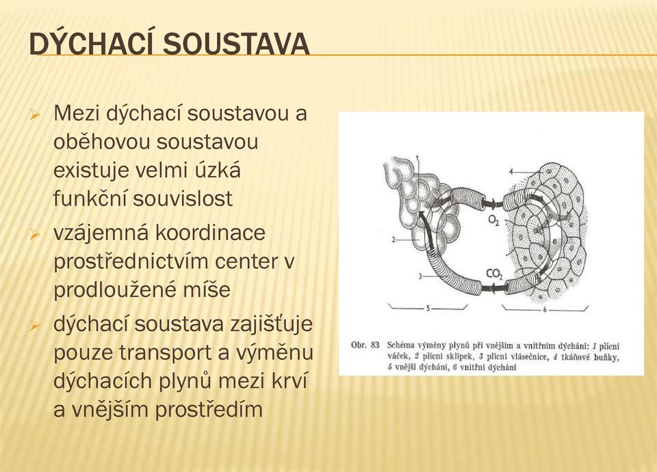 prostřednictvím center v prodloužené míše dýchací soustava