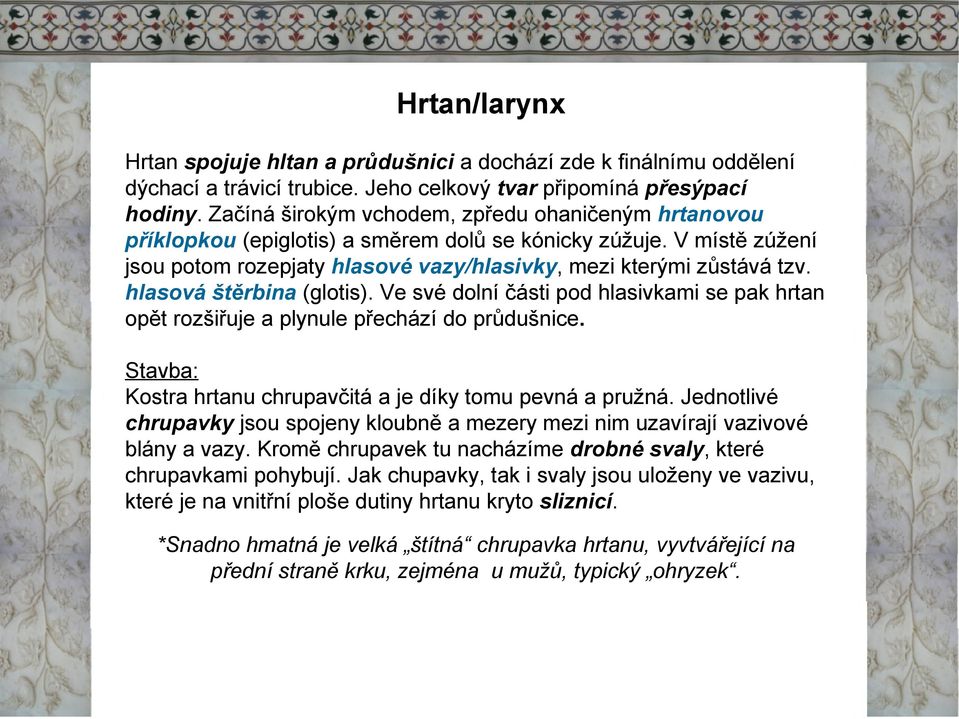 hlasová štěrbina (glotis). Vesvé dolní části pod hlasivkami se pak hrtan opět rozšiřuje a plynule přechází do průdušnice. Stavba: Kostra hrtanu chrupavčitá a je díky tomu pevná a pružná.