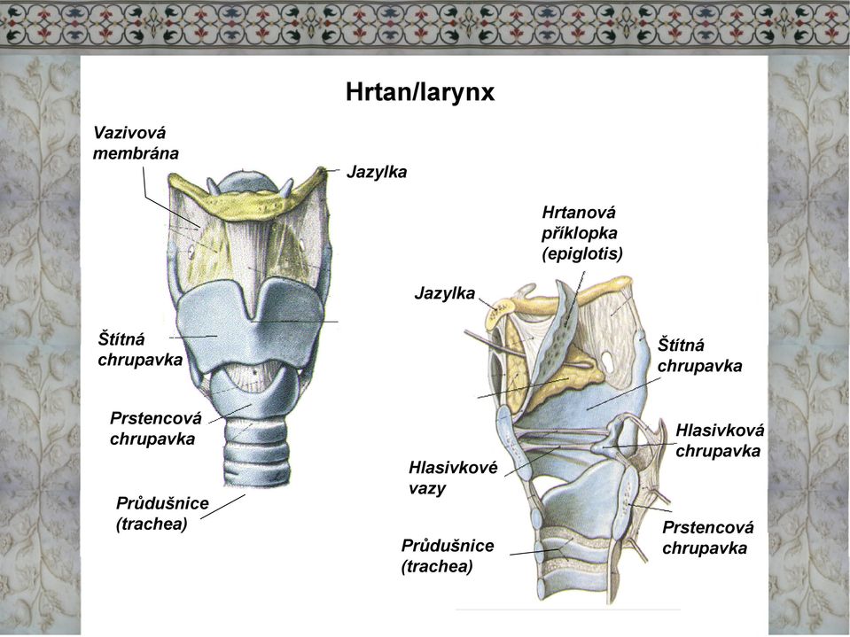 Prstencová chrupavka Průdušnice (trachea) Hlasivkové vazy