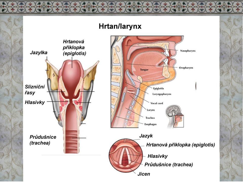 Průdušnice (trachea) Jazyk Hrtanová