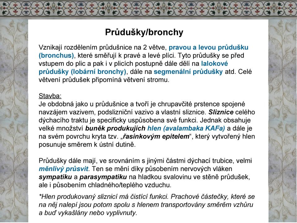 Stavba: Je obdobná jako u průdušnice a tvoří je chrupavčité prstence spojené navzájem vazivem, podslizniční vazivo a vlastní sliznice.