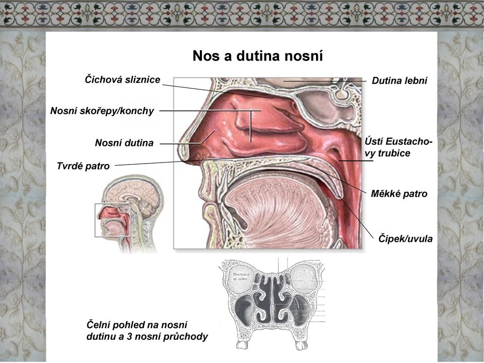 Eustachovy trubice Tvrdé patro Měkké patro