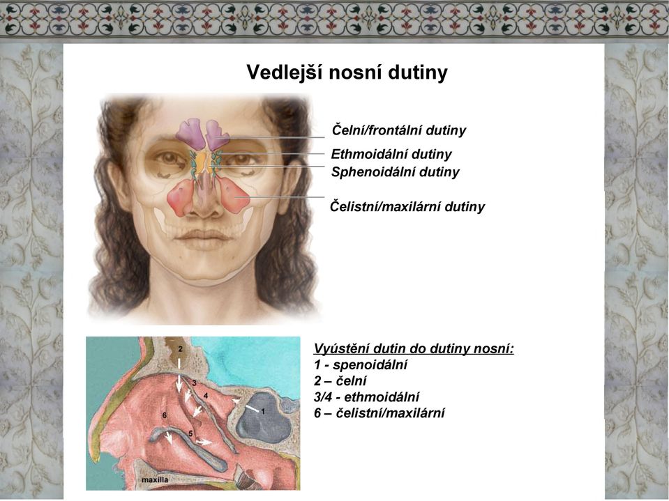 Čelistní/maxilární dutiny Vyústění dutin do dutiny