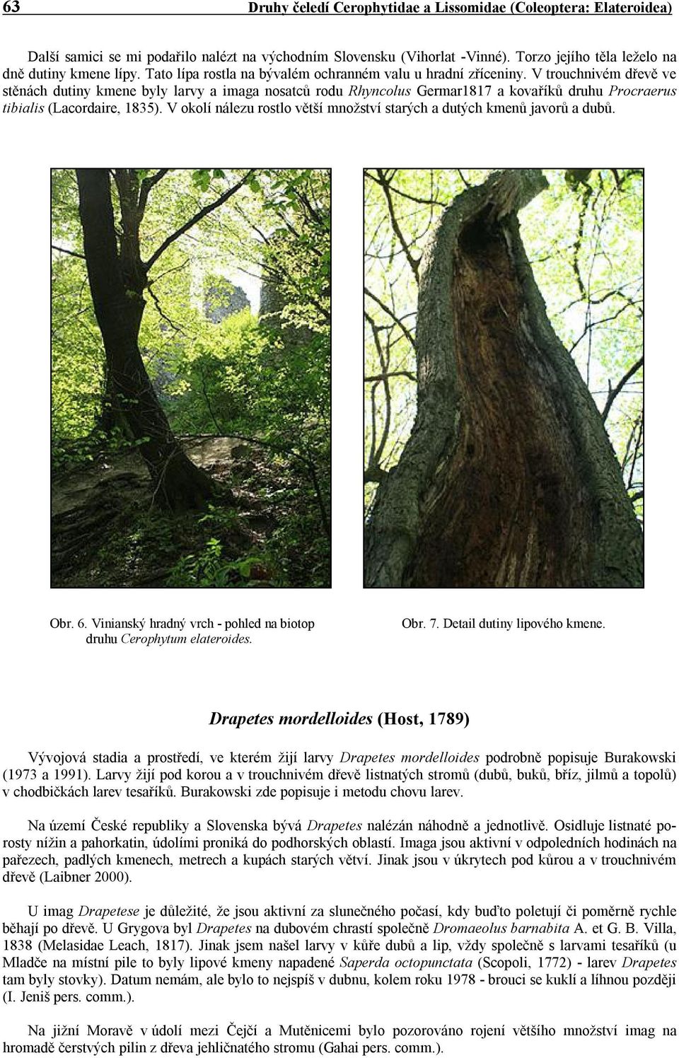 V trouchnivém dřevě ve stěnách dutiny kmene byly larvy a imaga nosatců rodu Rhyncolus Germar1817 a kovaříků druhu Procraerus tibialis (Lacordaire, 1835).