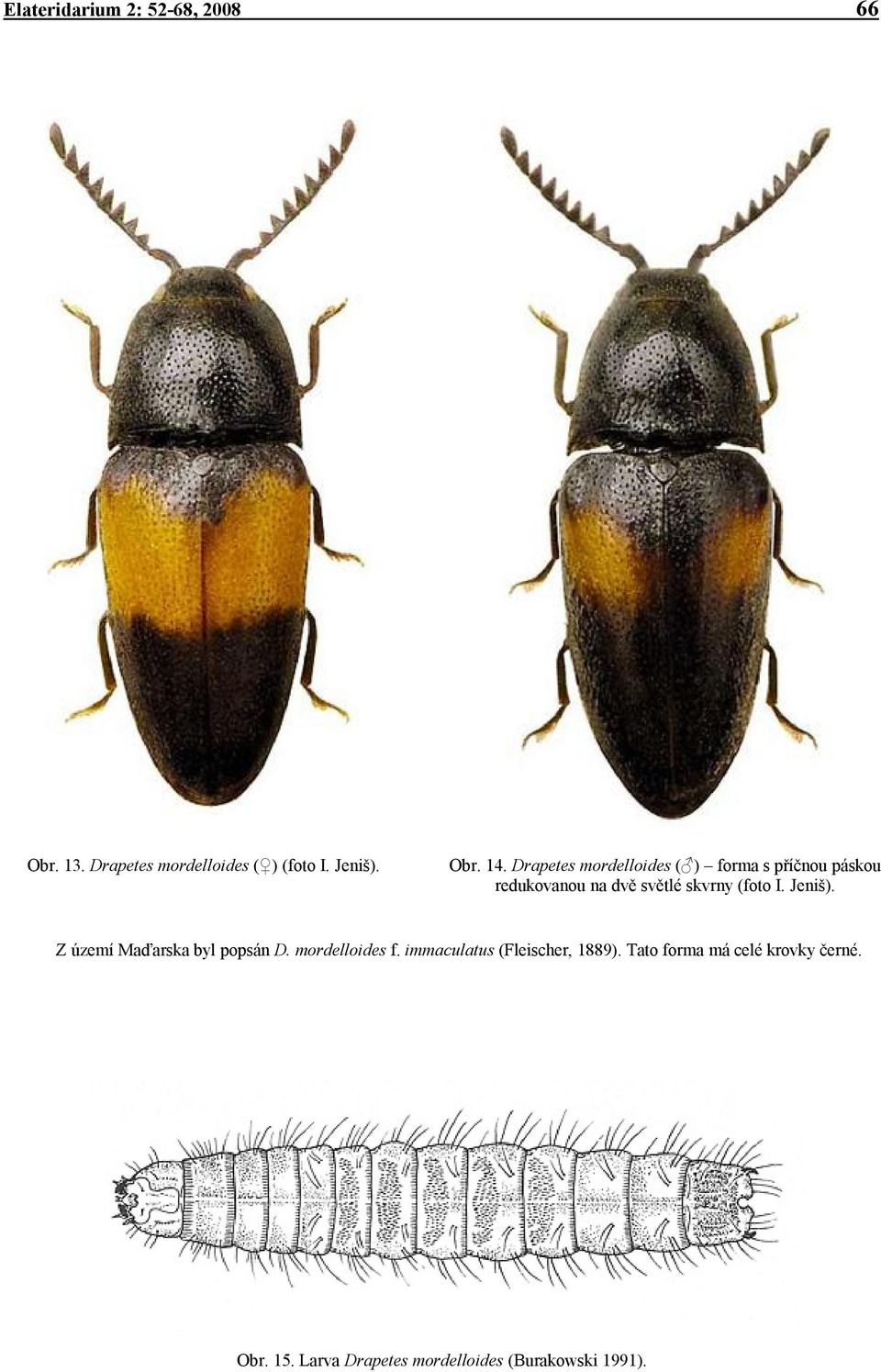 Jeniš). Z území Maďarska byl popsán D. mordelloides f. immaculatus (Fleischer, 1889).