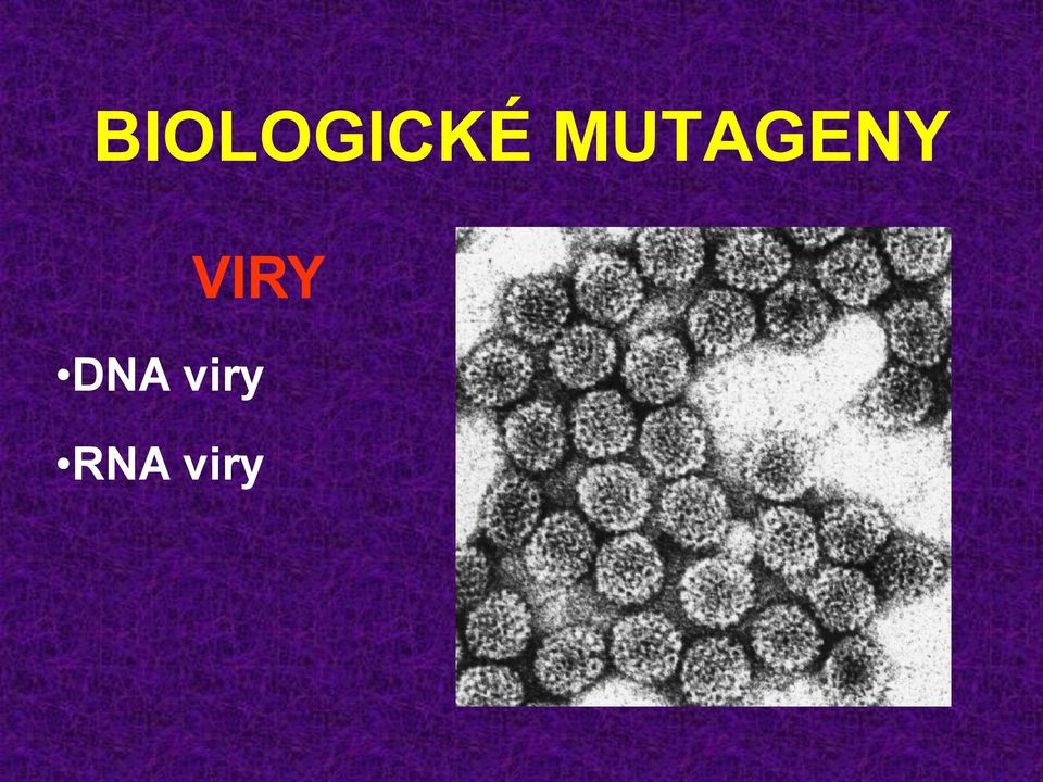 VIRY DNA