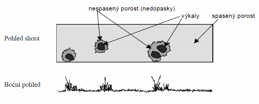 Nedopasky výška nedopasků dle intenzity pastvy Význam nedopasků: