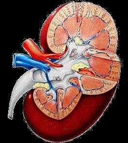 Septic AKI unique AKI sepsis othe mortality of severe sepsis with co-existing AKI reaches 70% o
