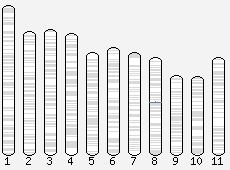 Analýza diverzity sekvenováním specifických lokusů geny Primery pro PCR odvozeny z exonů (EST) ESTy = části exprimovaných sekvencí - získány z databáze NCBI - rozloženy na různých chromozómech fwd1