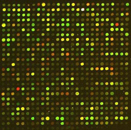 Analýza za pomoci mikročipů DNA Diversity Arrays Technology (DArT) - umožňuje detekovat variabilitu genomu v tisícovkách lokusů genomu současně.