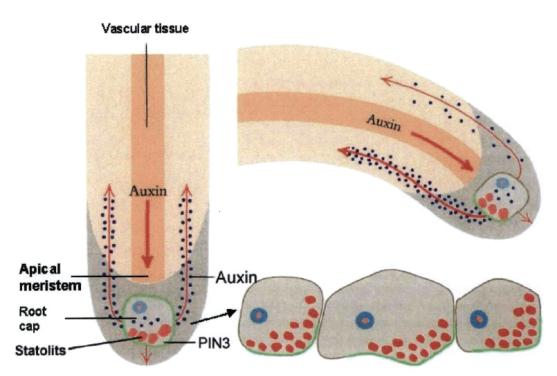 Auxiny Kyselina indolyl-3-octová stimulace buněčného dělení dlouživý růst stonků