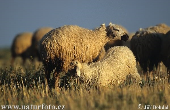 domestikací ovce argali (Ovis ammon), ovce kruhorohé (Ovis orientalis) a ovce