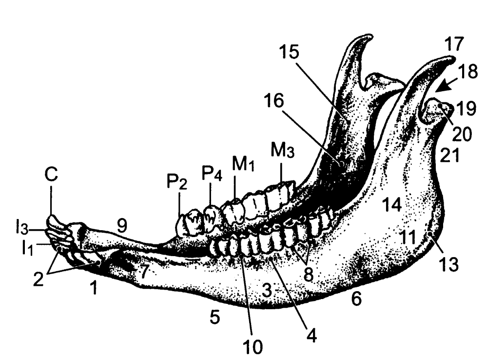 Spodní čelist (mandibula): 1: řezáková část (pars incisiva ) 2: lůţkový oblouk (arcus alveolaris) 3: stoličková část (pars molaris) 4: lůţkový okraj (margo alveolaris) 5: ventrální okraj (margo