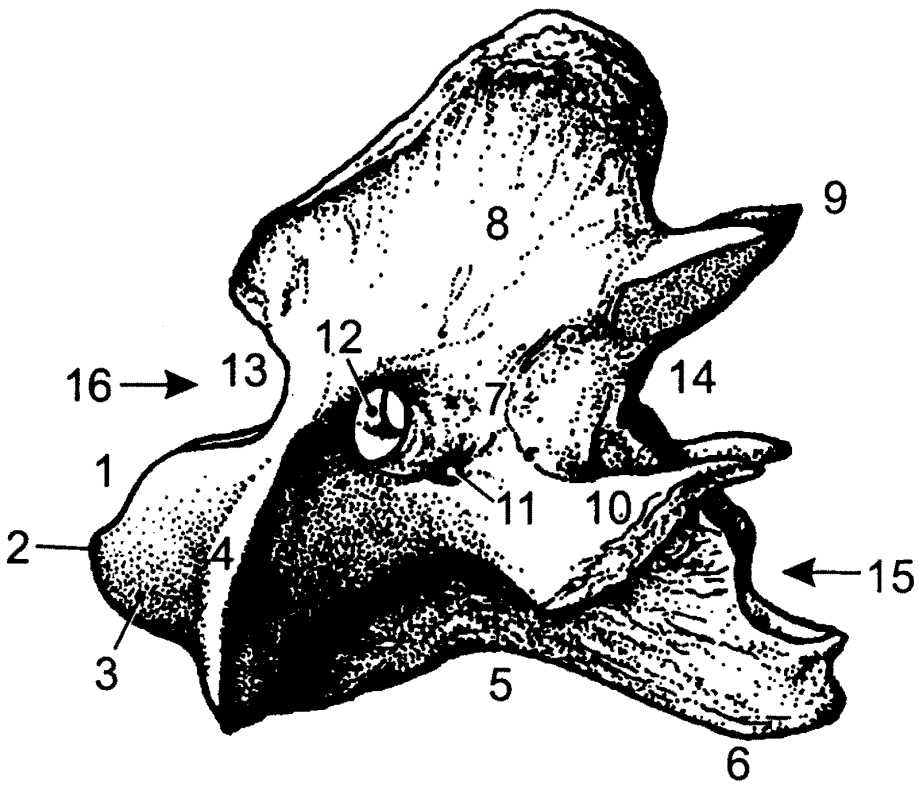 Čepovec (epistropheus): 1: zub (dens) 2: hrot (apex) 3: ventrální kloubní plocha (facies articularis ventralis) 4: kraniální kloubní plocha čepovce (facies articularis cranialis) 5: tělo obratle